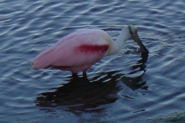 Roseate Spoonbill